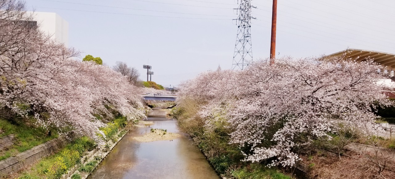 桜(山崎川・扇川)_210329_2