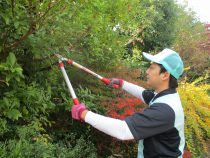 愛知県の空き家管理、剪定や草刈り作業