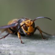 コガタスズメバチ