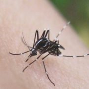 空き家の蚊の対策