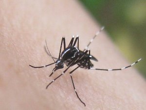 空き家の蚊の対策